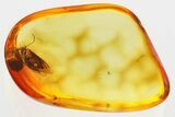 Detailed Fossil Moth (Lepidoptera) in Baltic Amber #381217-1